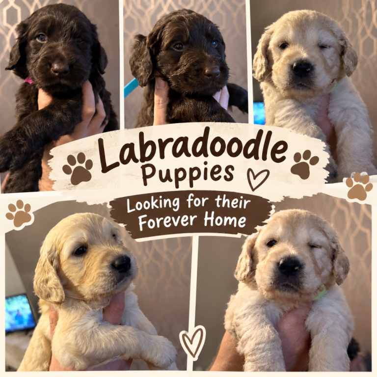 Labradoodle puppies 
