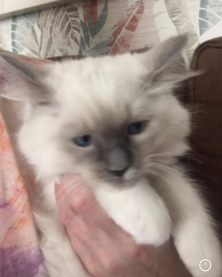 FULL PEDIGREE, CERTIFICATE PROVIDED. Ragdoll kitten