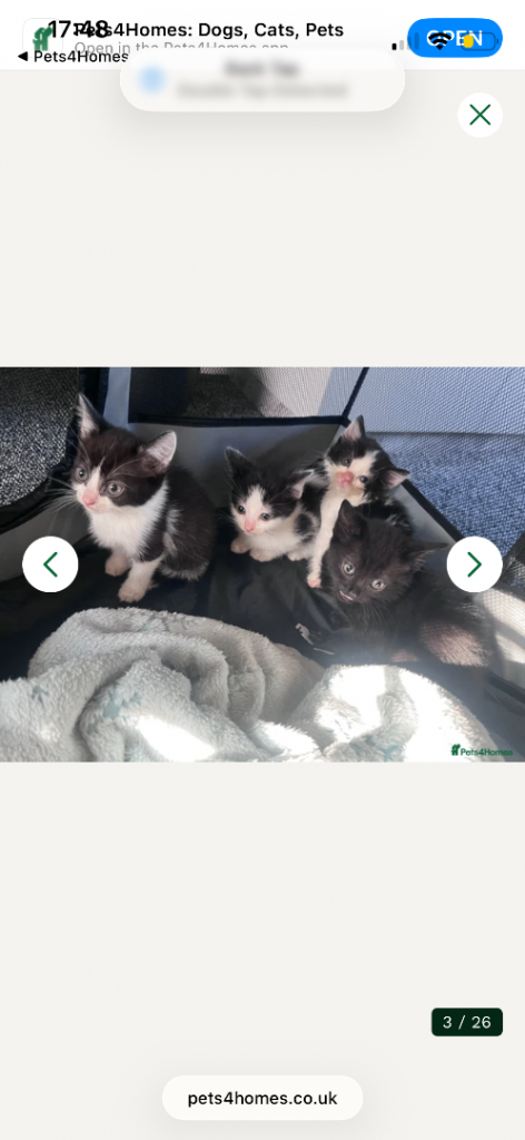 Last 2 beautiful kittens