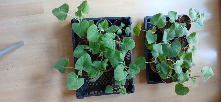 Squash plants 