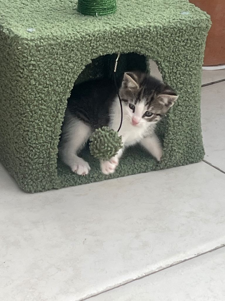 Kitten Male 