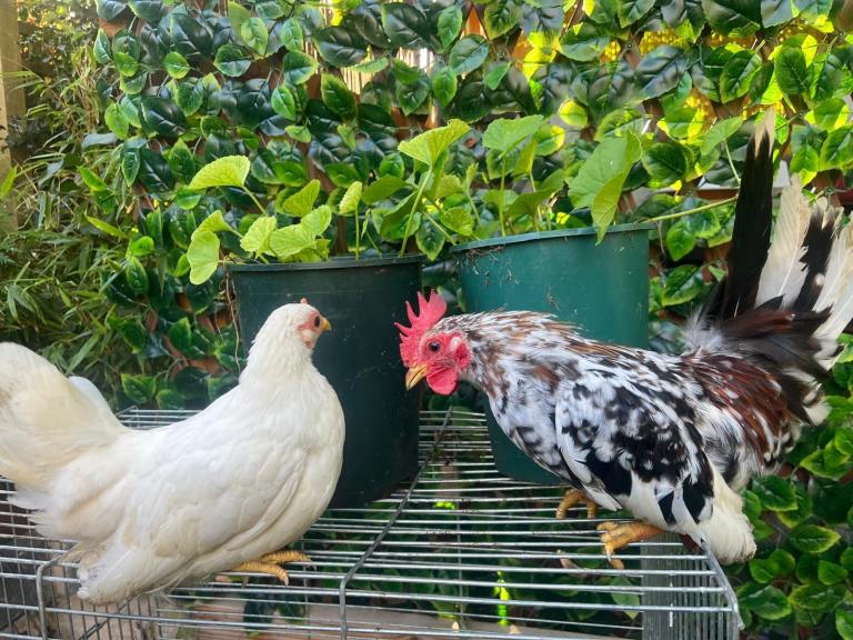 Serama Chickens for sale