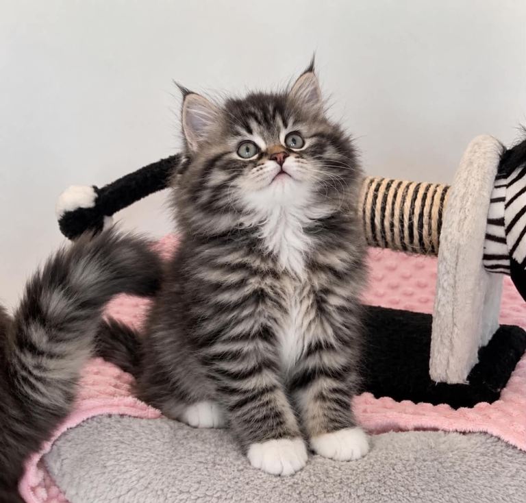 Beautiful Fluffy Longhaired Tabby Kittens