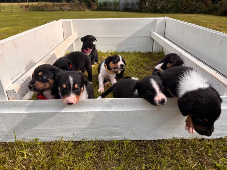 Collie x Sprollie puppies