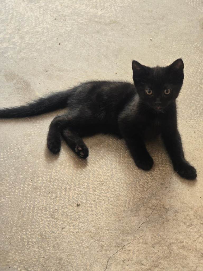 Kittens 