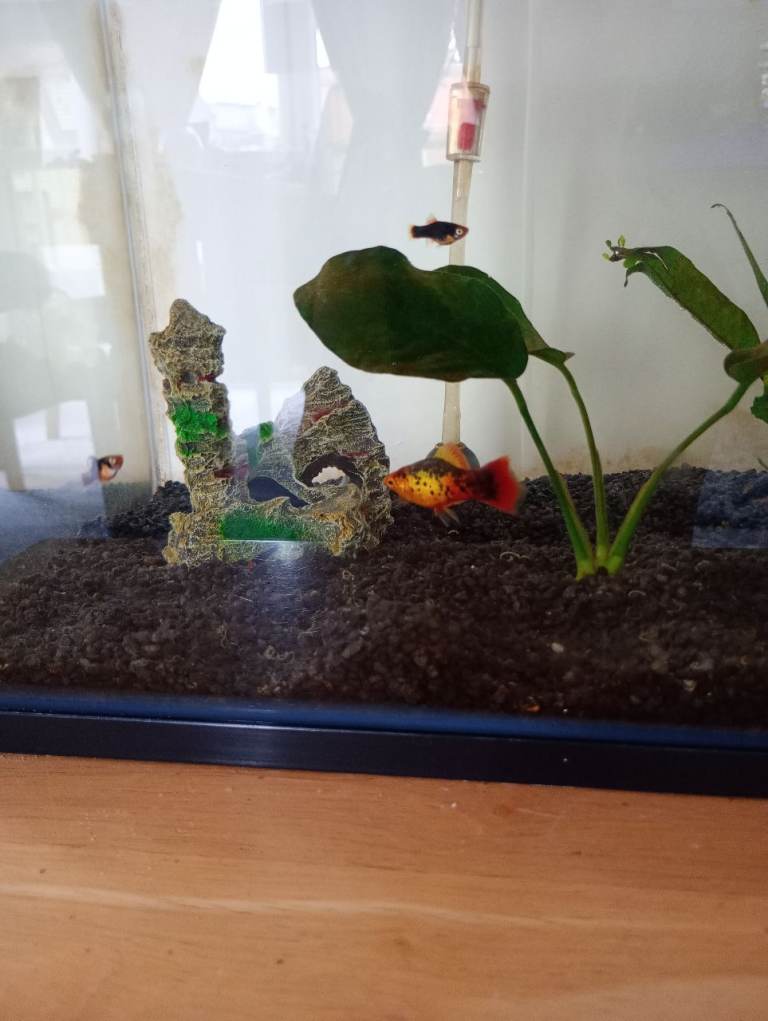 Male platy fish 