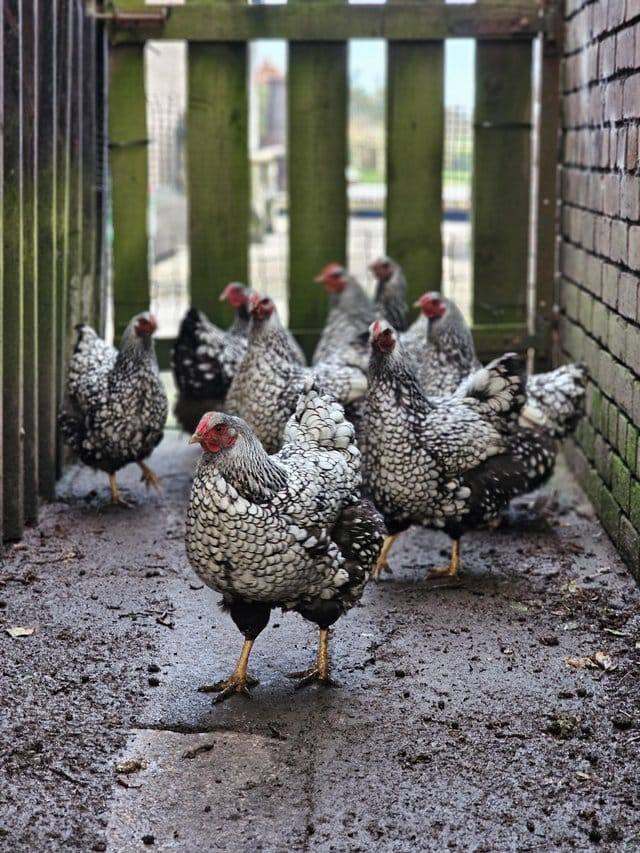 Silver Laced Wyandotte hens