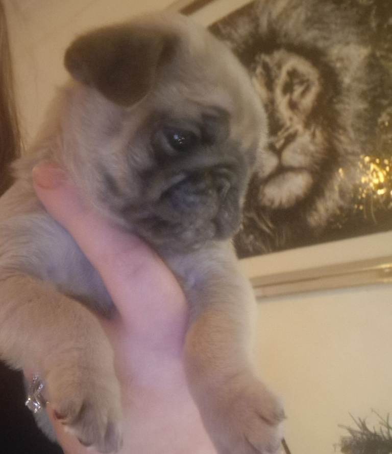 Male pug puppy