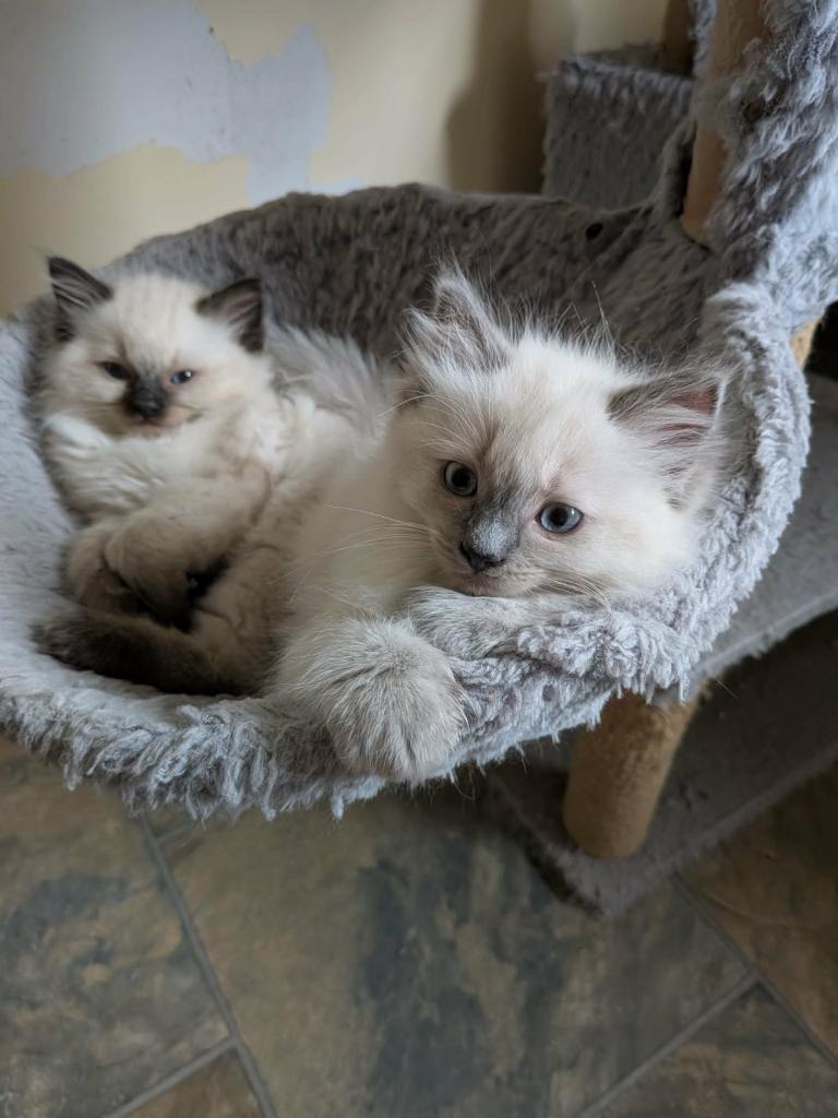 Ragdoll kittens 