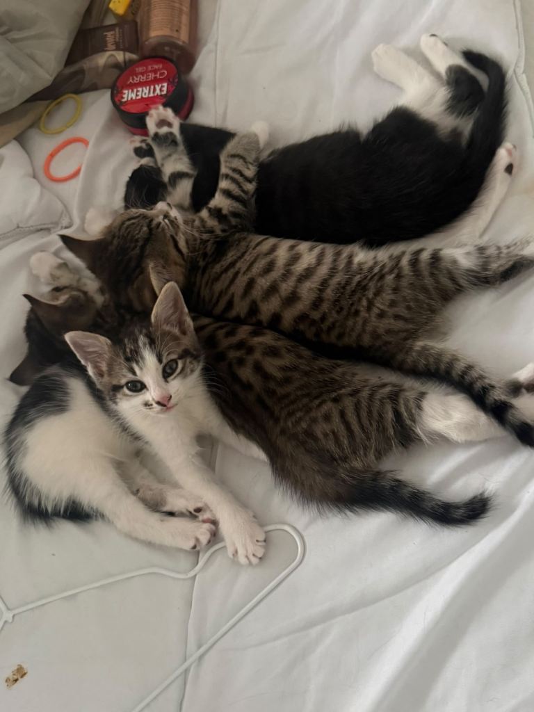 4 Kittens For Sale 