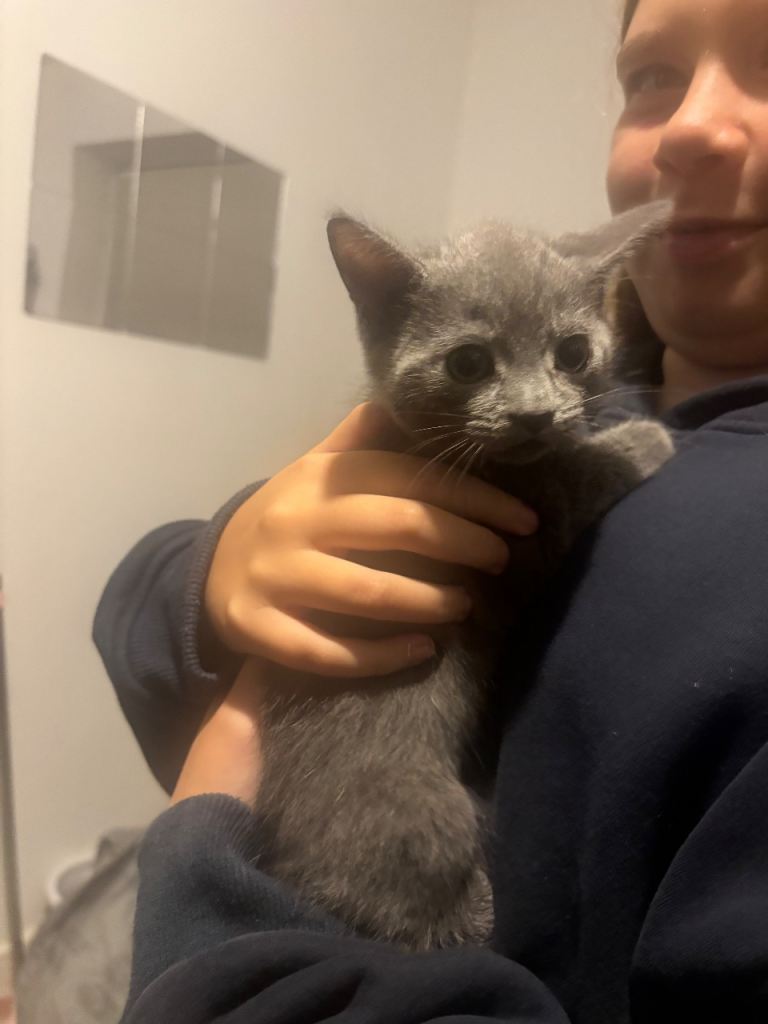 Kittens 