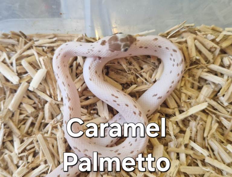 Corn snakes for sale 🐍 cornsnakes ready to go new homes 🐍 baby palmetto cornsnake 