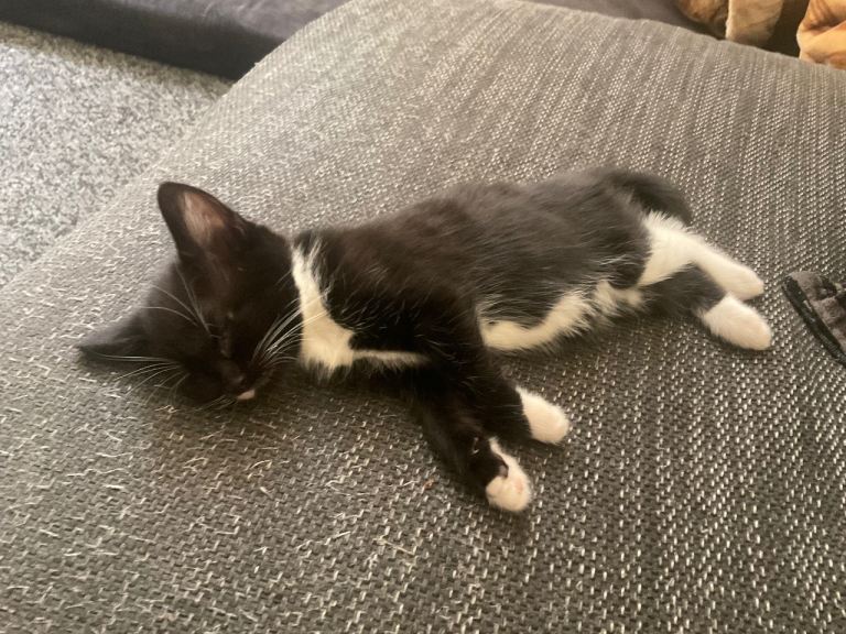 Tuxedo and full black kittens 
