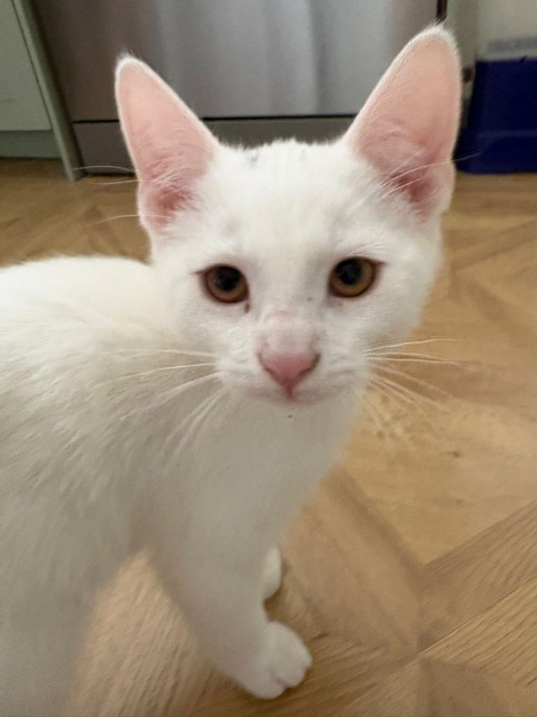Adorable white kitten 
