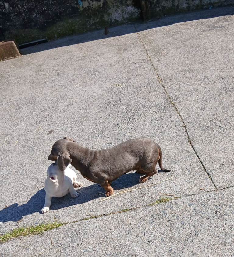 Dachshund x jack russel pups 