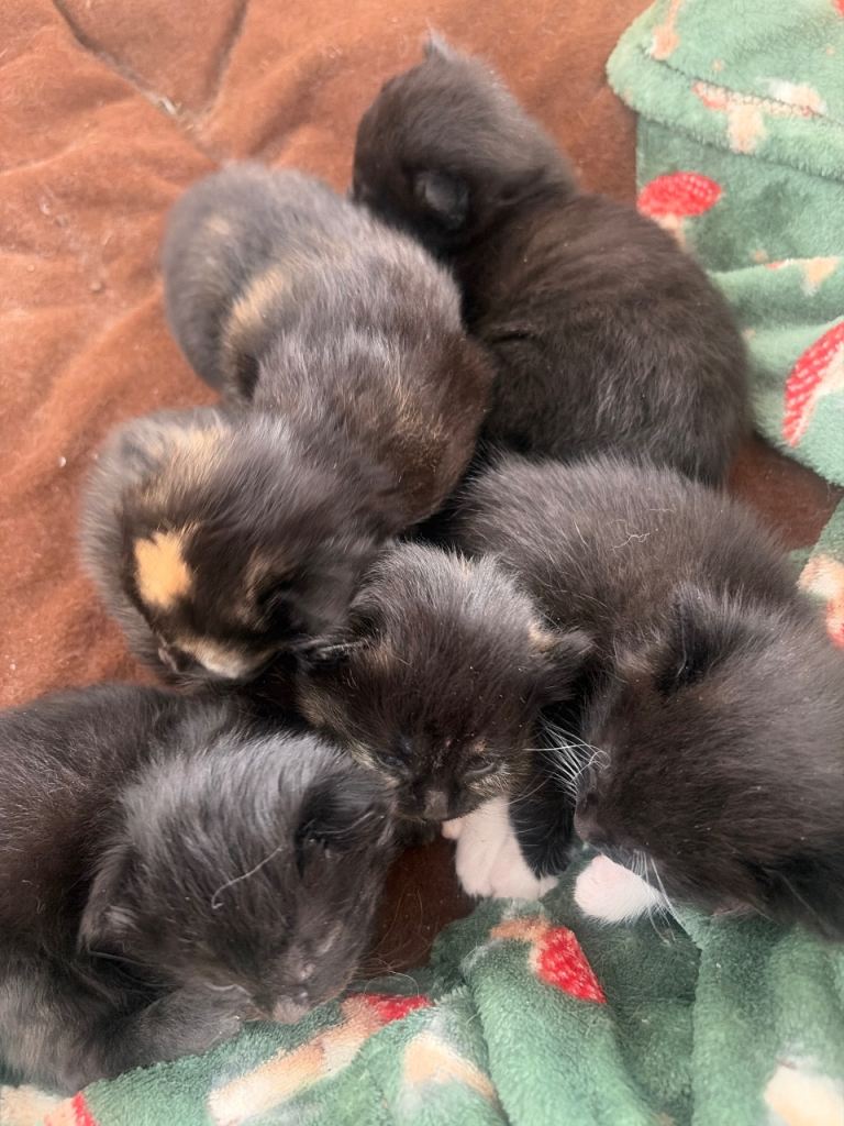 Kittens 