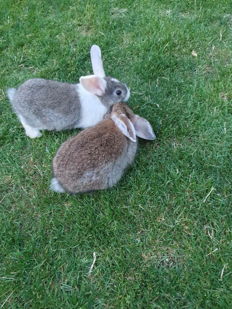 Rabbits for sale