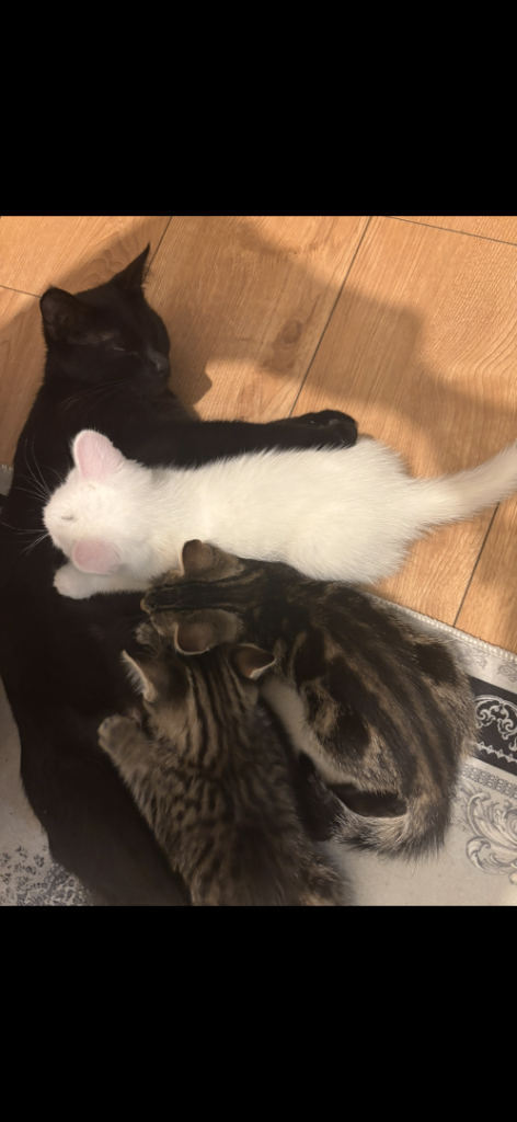3 adorable kittens for sale 