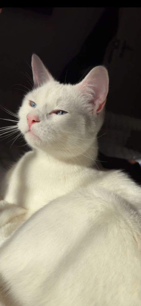 Loving home for Ocean- Deaf indoor cat