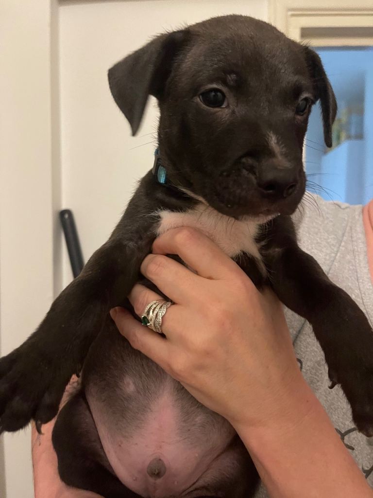 Dogs for sale