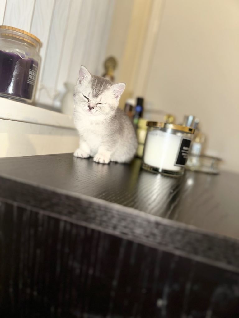 Silver spotted British shorthair