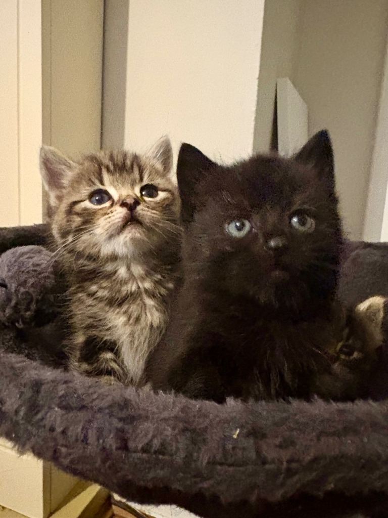Kittens 