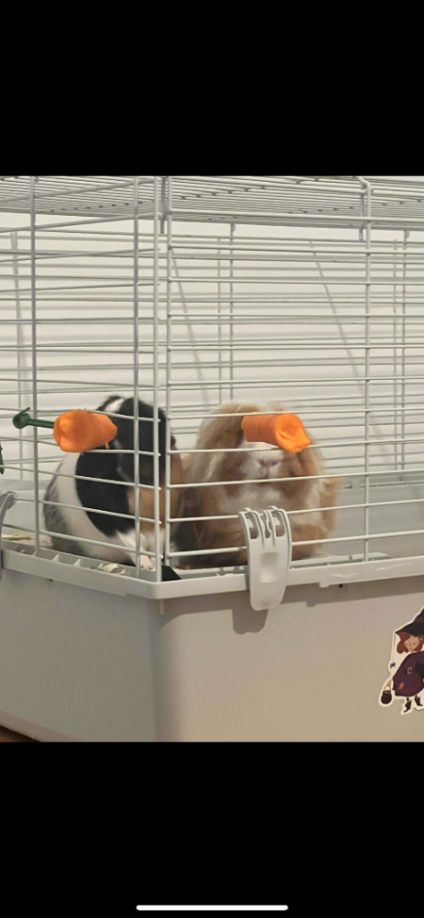 2 female guinea pigs 6 months