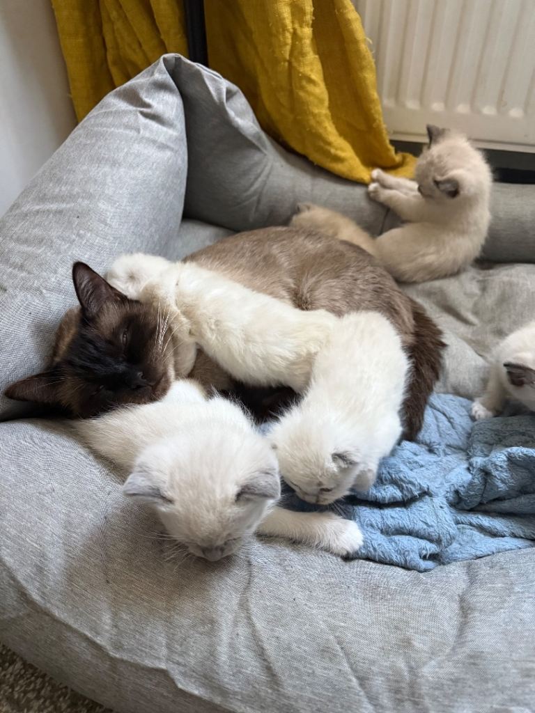 Beautiful ragdoll kittens for sale
