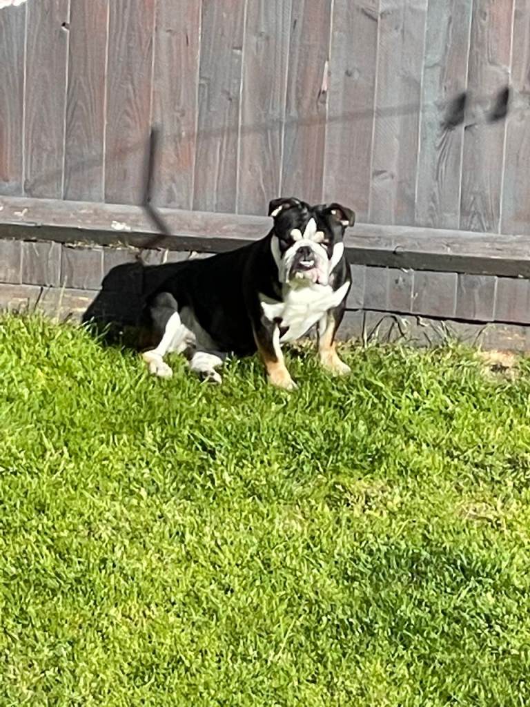 English Bulldog KC Registered