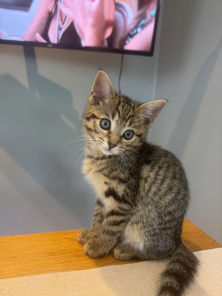 Tabby Kitten