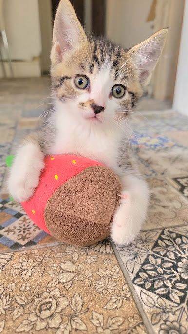GORGEOUS KITTENS READY TO GO TOMORROW