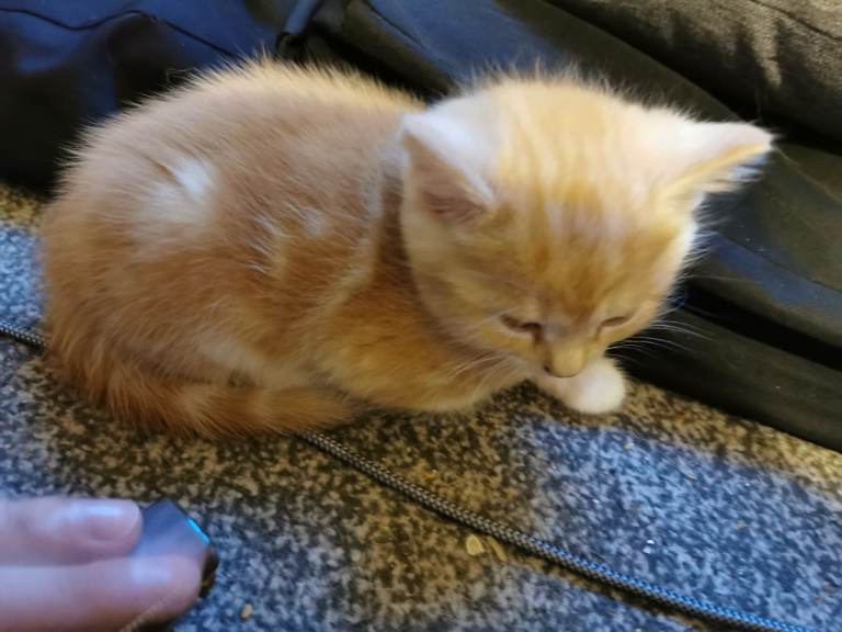 7 Gorgeous Ginger kittens for sale 