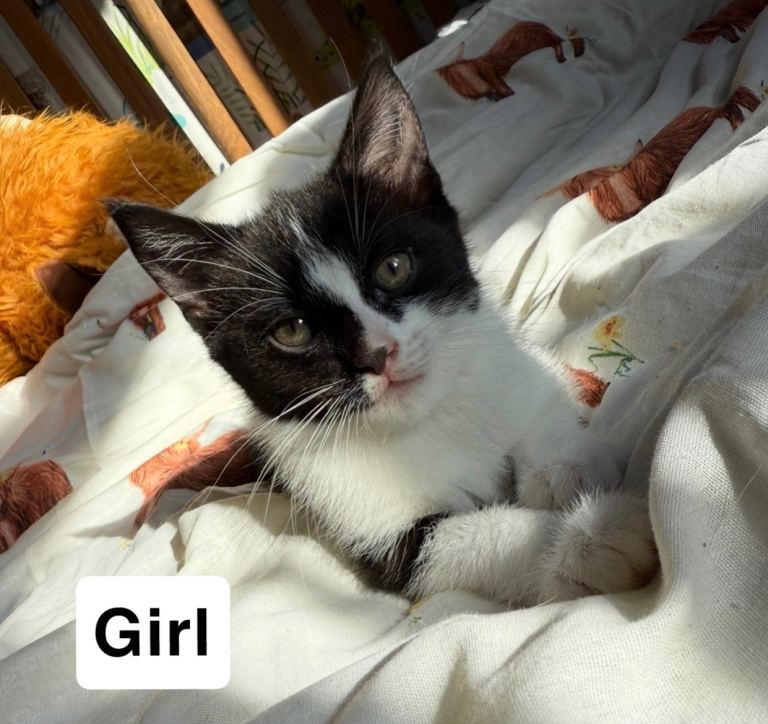 2 kittens ready to leave now 