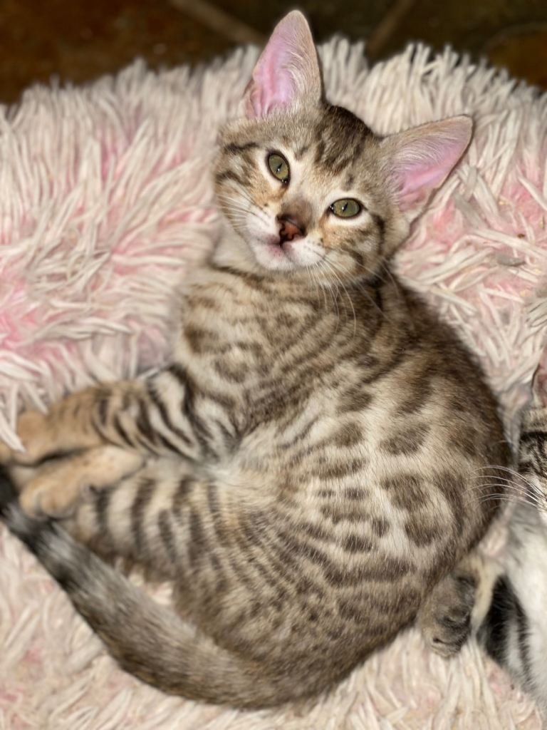 ABSOLUTELY ADORABLE BENGAL KITTENS… healthy, playful, cuddly, ready to go today. 