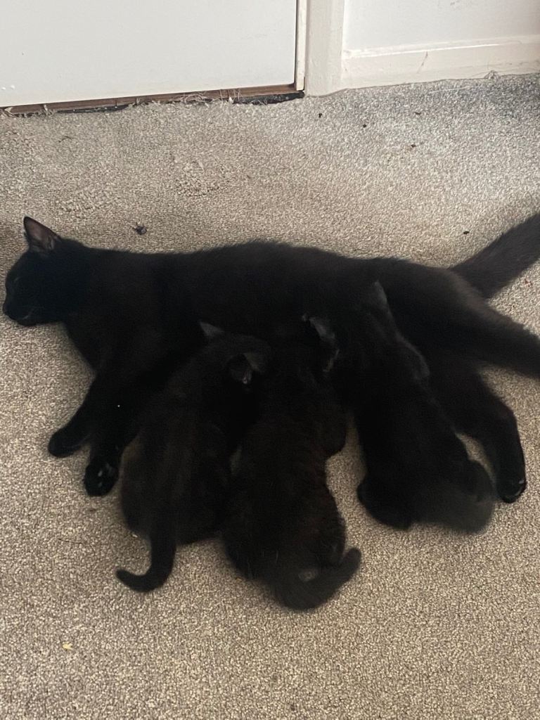 Black kittens