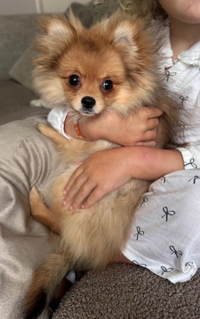Stunning pomaranian female puppy 