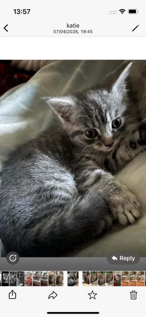 British short haired  X  kitten