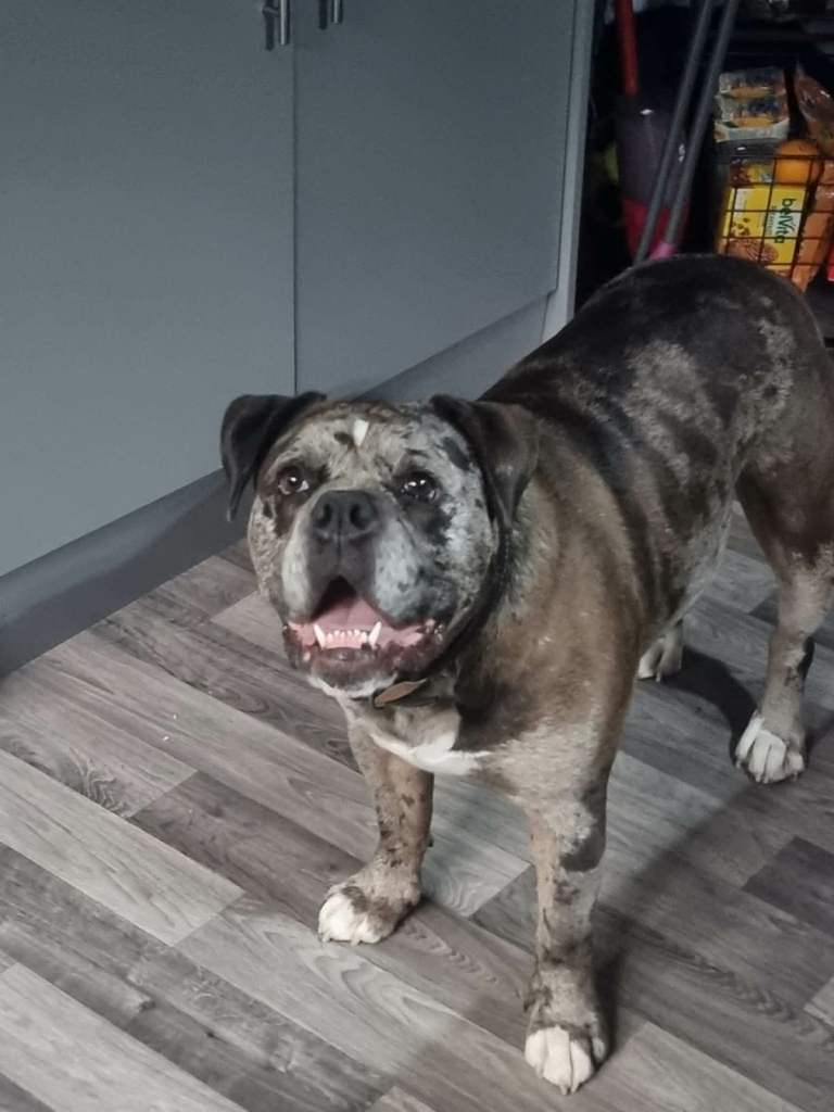 olde english bulldog 