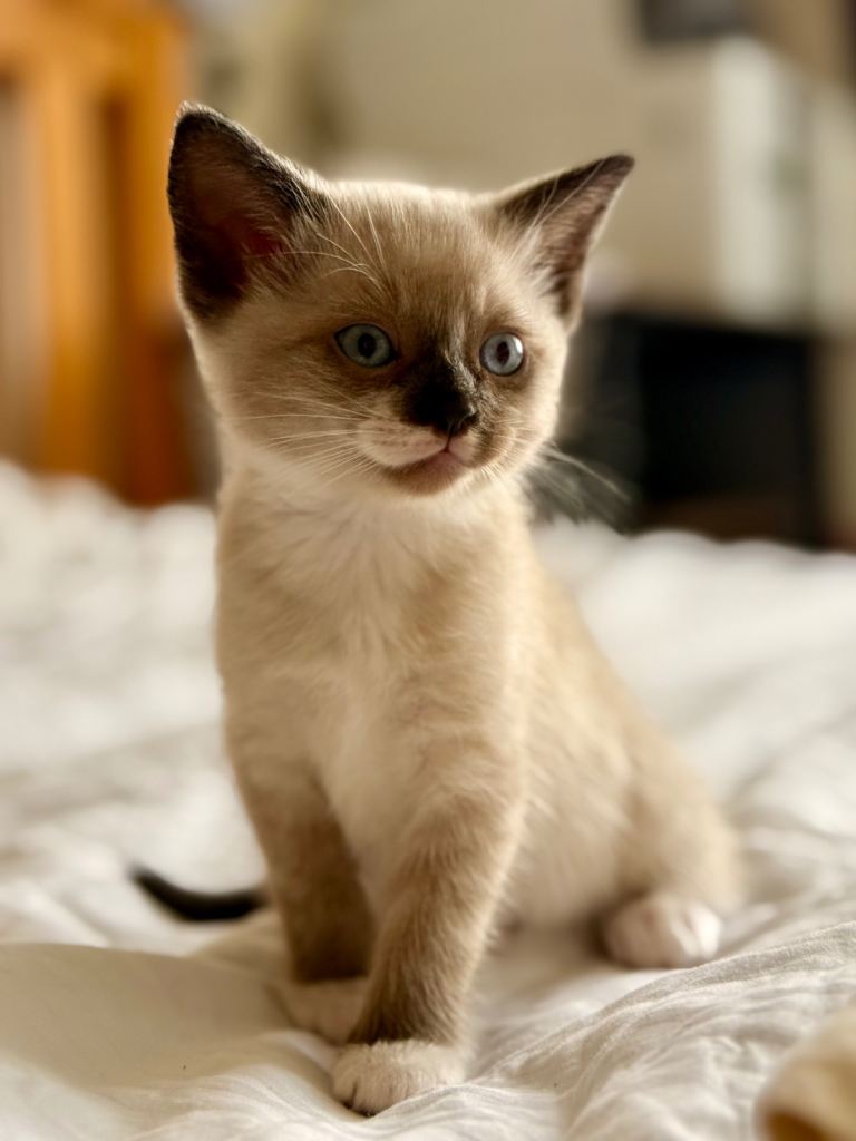 Loving kittens looking for their new forever home 