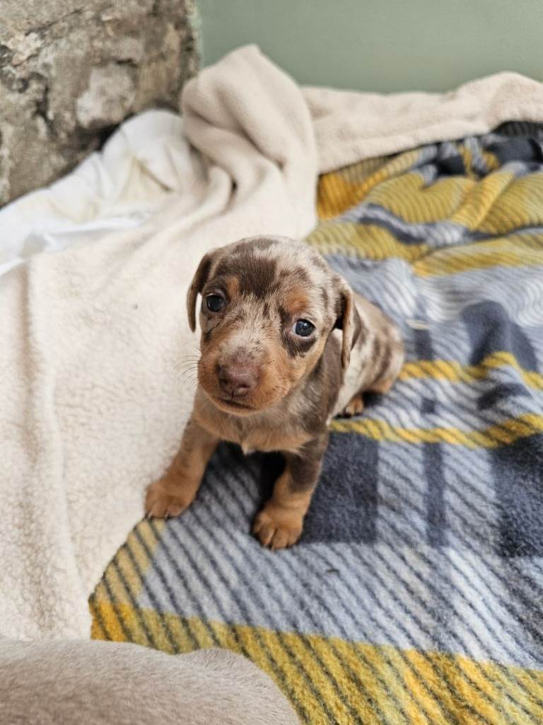 Beautiful dachshund puppies 