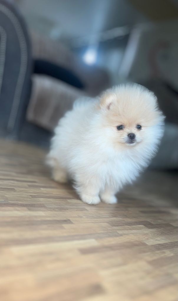  Tiny cream Cutie boy pure Pomeranians 