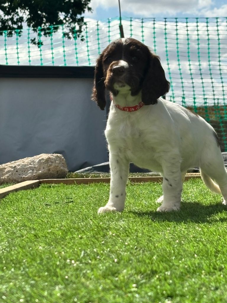 6 left Beautiful springer spaniel puppies 