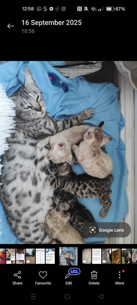 Bengal rosseted 