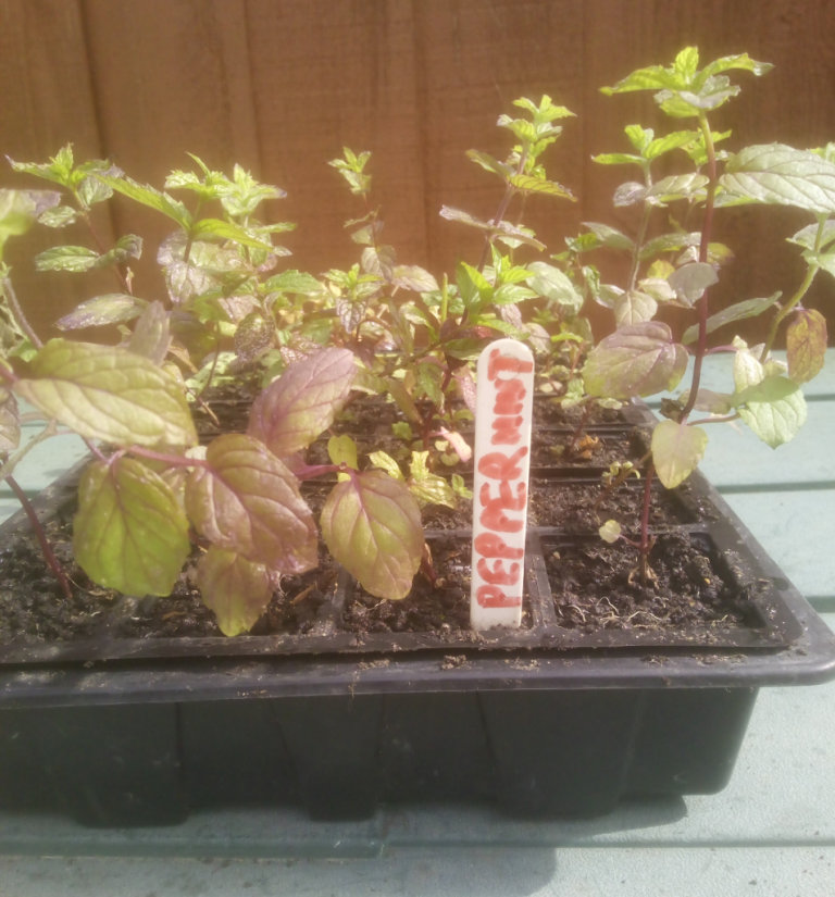 1 x peppermint ( Herb ) plant £3