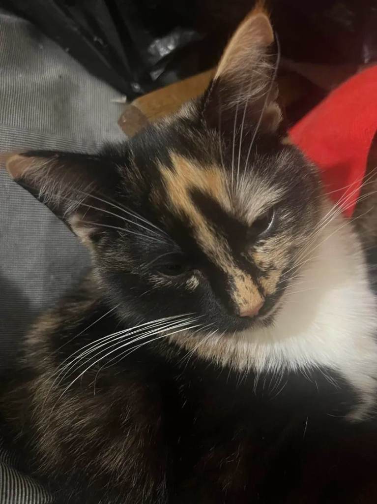 1 calico kitten for sale