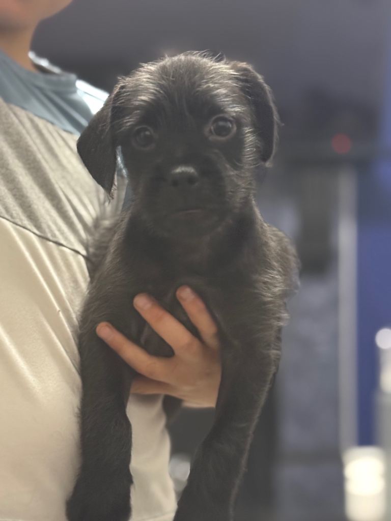 Ready Now LAST BOY French x cockapoo