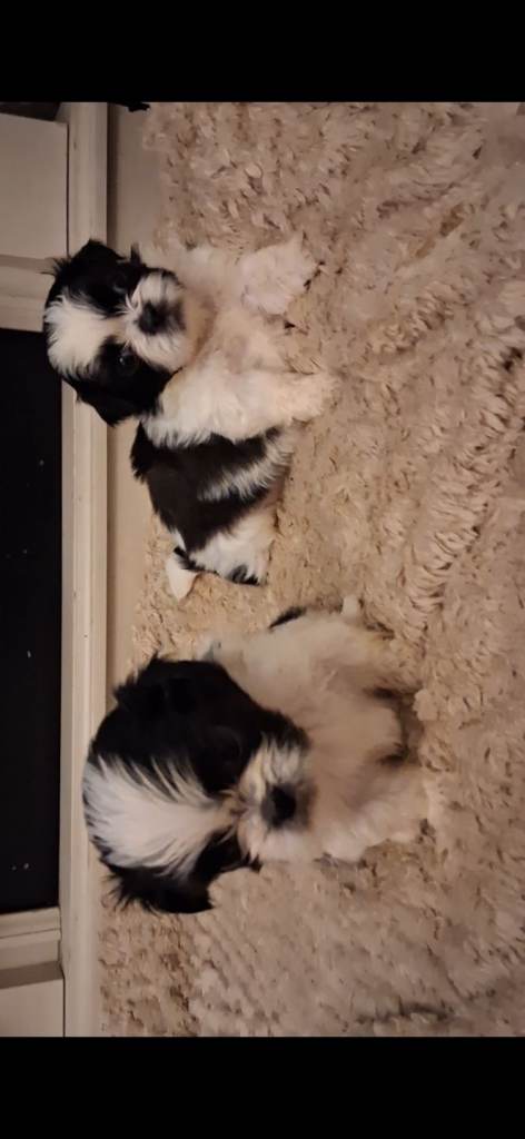Shih tzu puppy's 