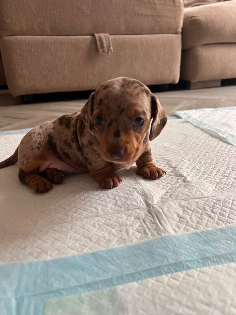 Miniature dachshund puppies 