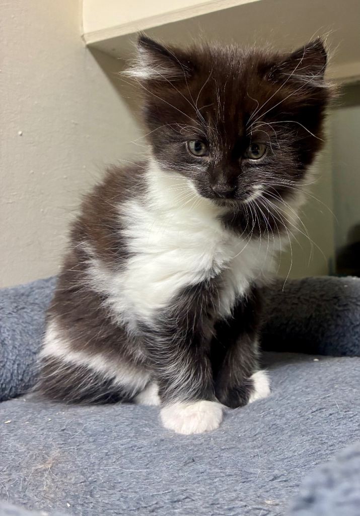 Turkish black and white angora kitten 