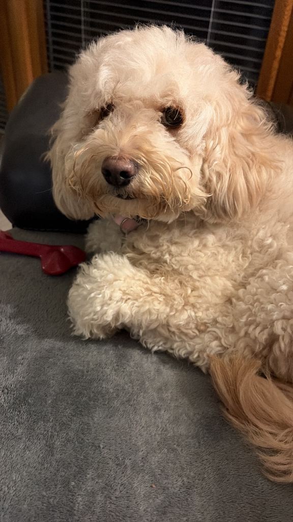 Female cockapoo 3 years old 